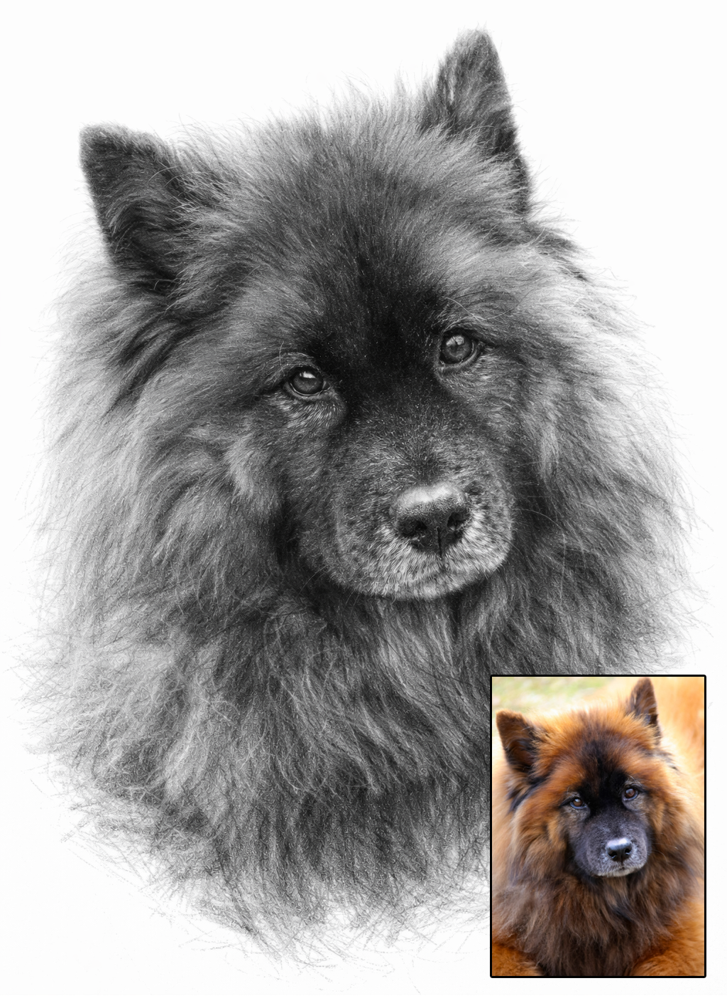 Pet portrait in pencil